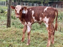 HBF REBEL X CUTIE HEIFER